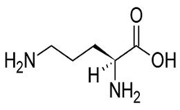 Ornithine