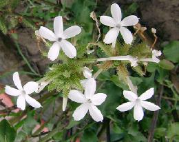 Plumbago Zeylanica