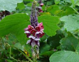 Pueraria Tuberosa